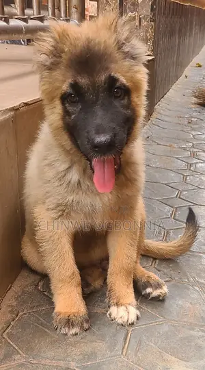 1-3 months Male Purebred Caucasian Shepherd