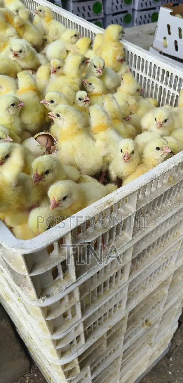 Day Old Chicks