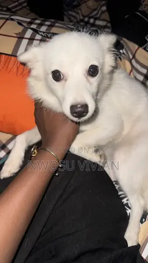 6-12 months Female Purebred American Eskimo
