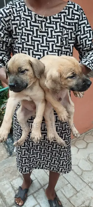 1-3 months Male Purebred Boerboel