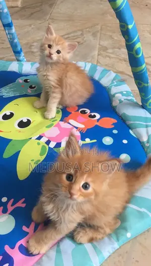 1-3 months Female Mixed Breed Maine Coon