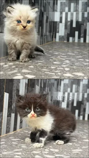 0-1 month Male Purebred Persian