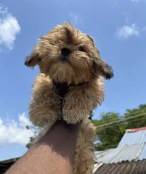 0-1 month Female Purebred Lhasa Apso