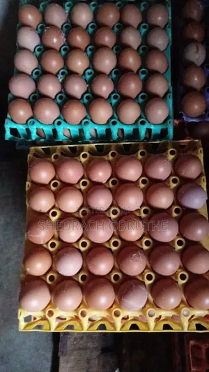 Fresh Eggs