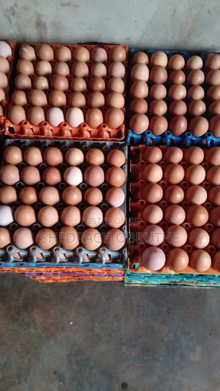 Fresh Eggs