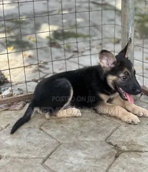 1-3 months Male Purebred German Shepherd
