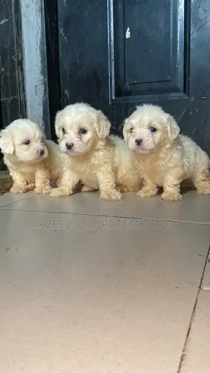 1-3 months Male Purebred Lhasa Apso