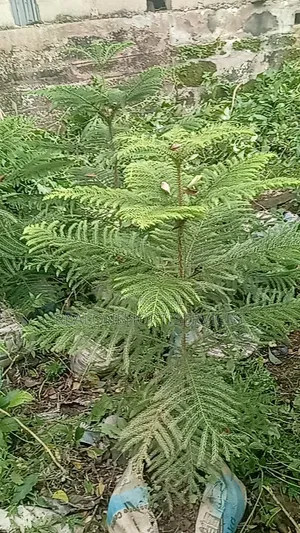 Elevate Your Landscape With Our Stunning Aurecaria Plants!