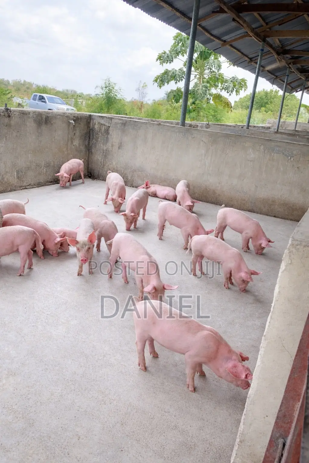 Oad Agric Consult