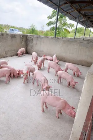 Oad Agric Consult