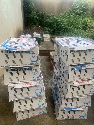 Oad Agric Consult