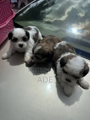 1-3 months Male Purebred Lhasa Apso