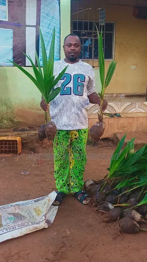 Malaysia Dwarf Coconut Seedlings Available