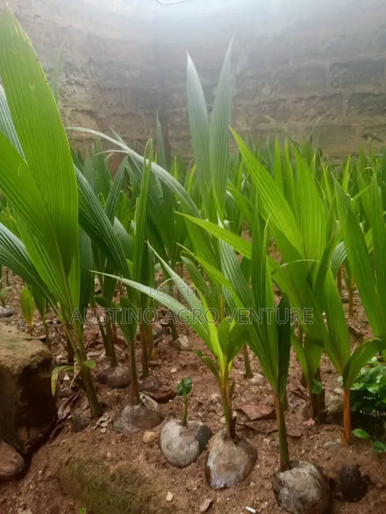 Malaysia Dwarf Coconut Seedlings Available