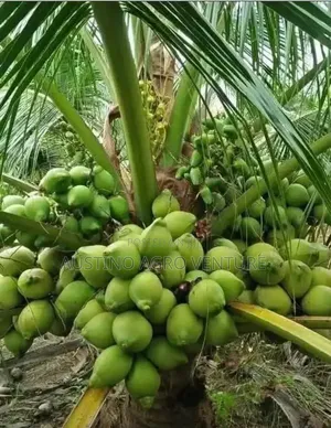 Malaysia Dwarf Coconut Seedlings Available