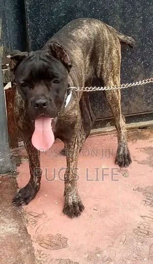 3-6 months Female Purebred Cane Corso