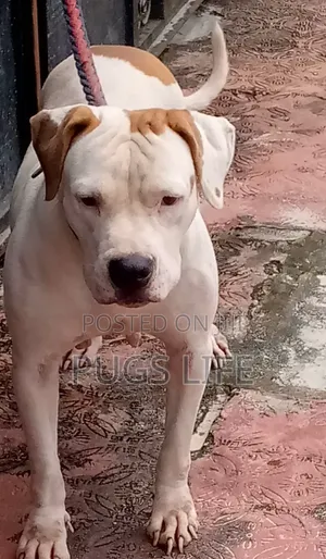 1+ year Female Purebred American Bully