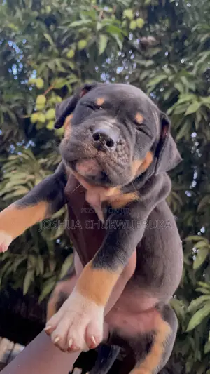 1-3 months Female Purebred American Bully