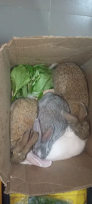 Weaned Rabbit