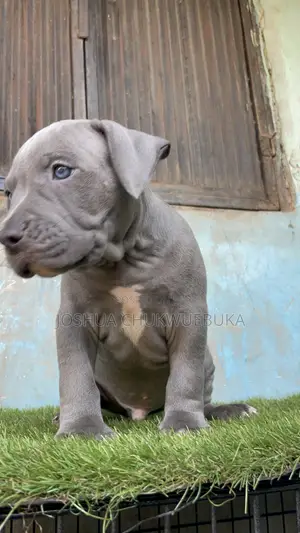 1-3 months Male Purebred American Pit Bull Terrier