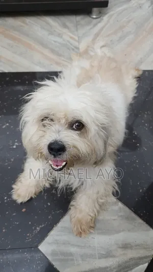 1+ year Male Purebred Lhasa Apso