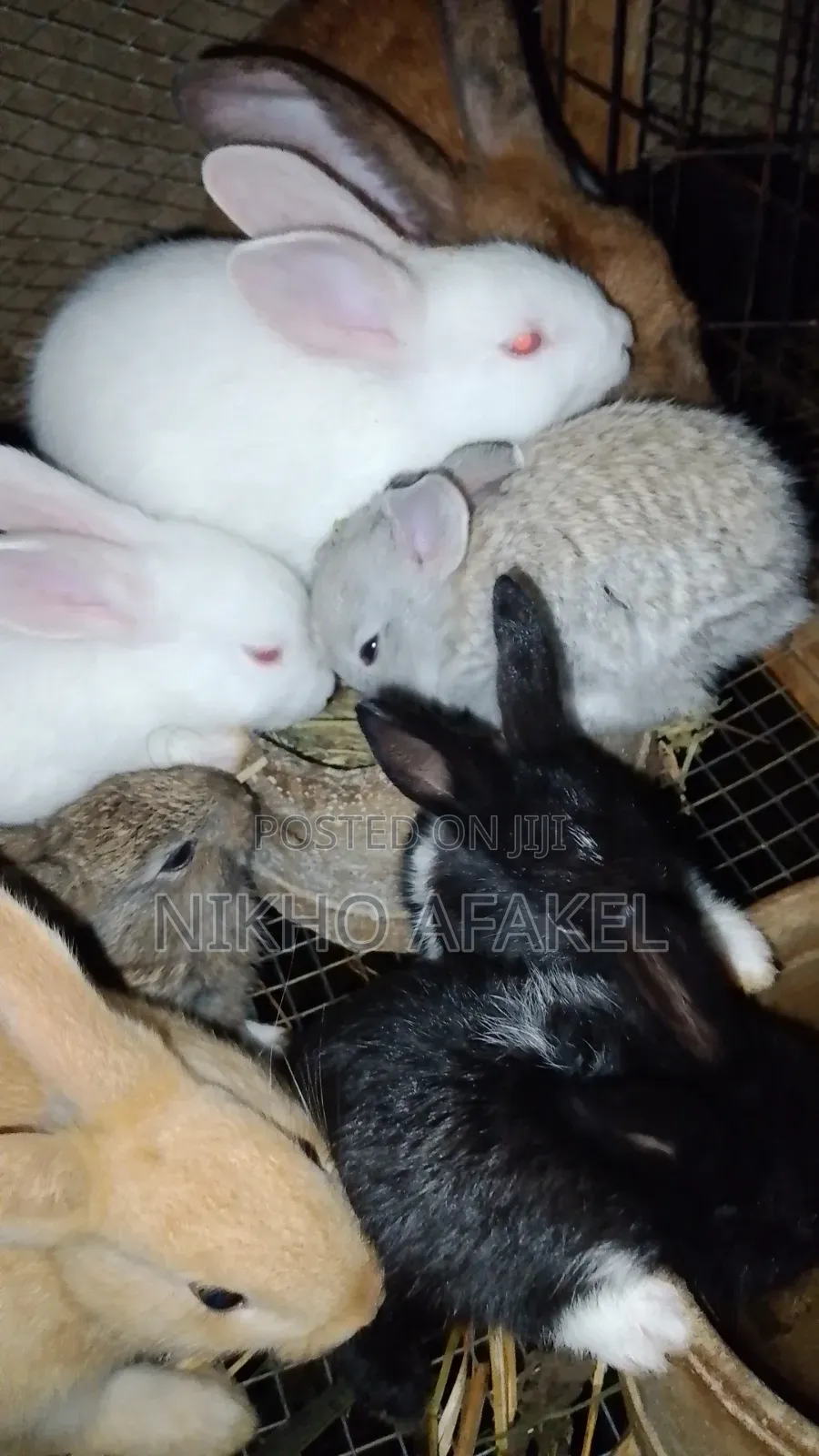Rabbit Weaners