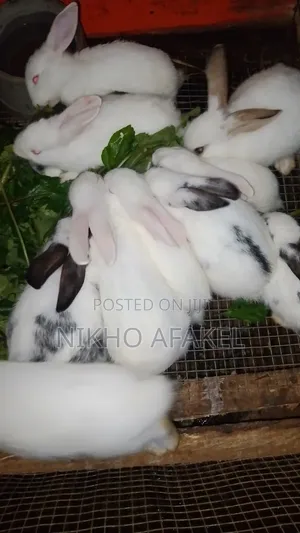 Rabbit Weaners