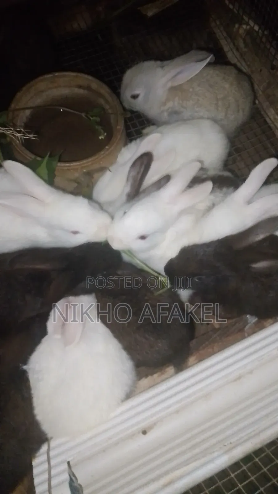 Rabbit Weaners