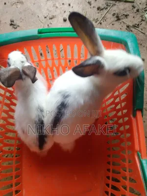 Rabbit Weaners