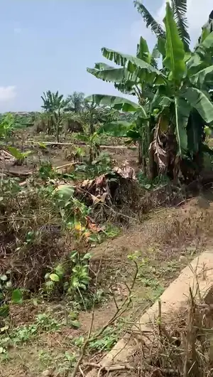 Land for Sales