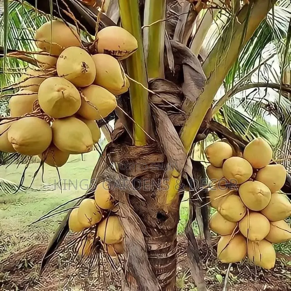 Fruit Plants