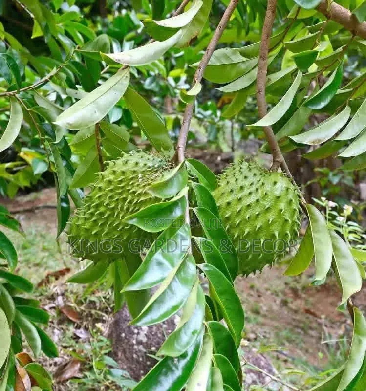 Fruit Plants