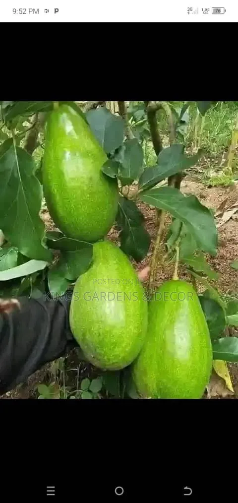 Fruit Plants