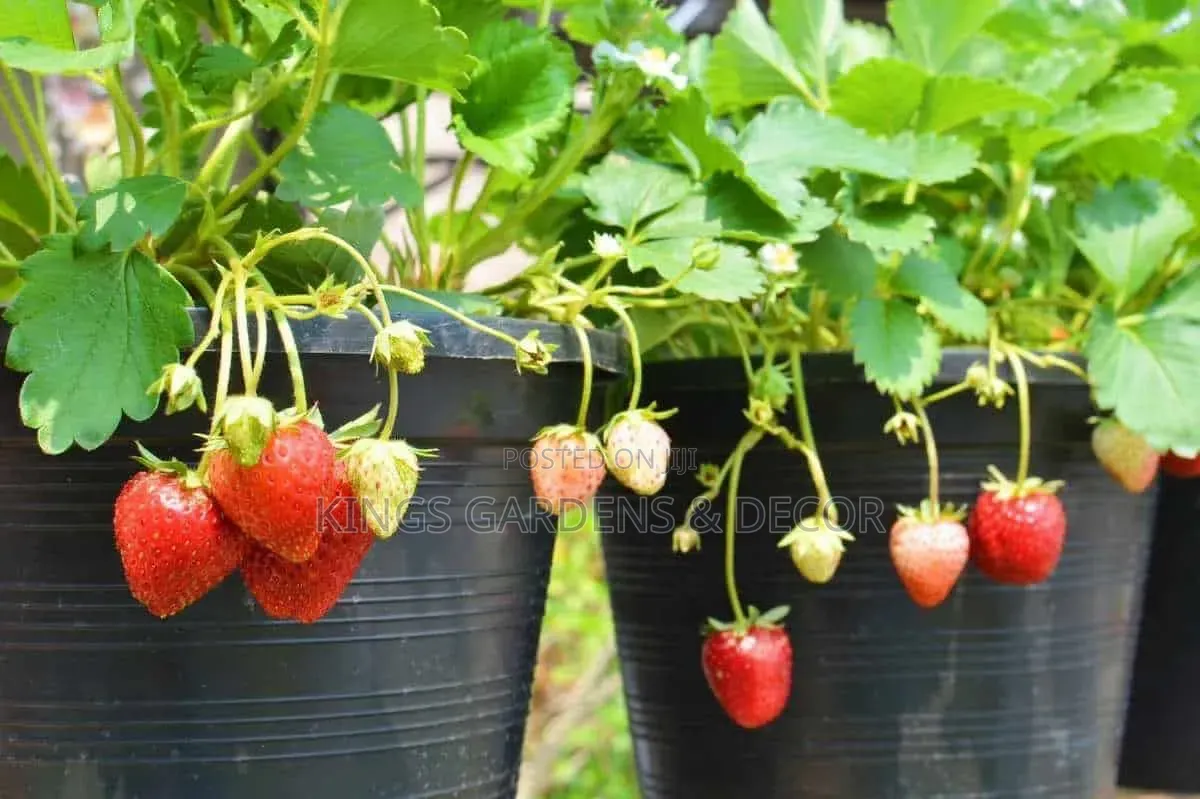 Fruit Plants