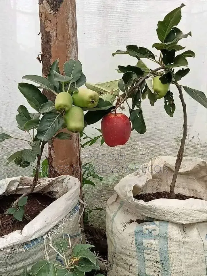 Fruit Plants