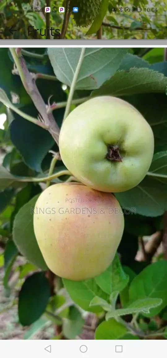 Fruit Plants