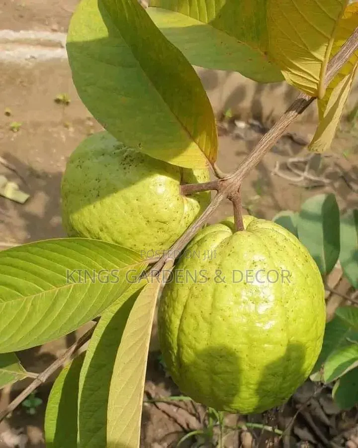 Fruit Plants