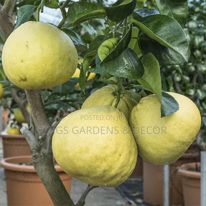 Fruit Plants