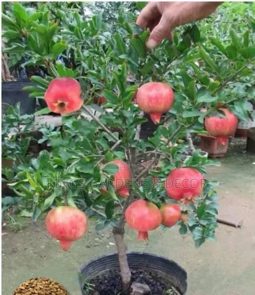 Fruit Plants