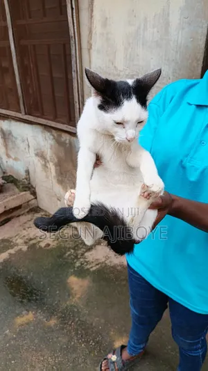 1+ year Female Purebred Cat