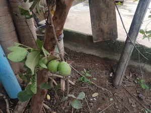 Get Your Sure Dwarf Fruits.