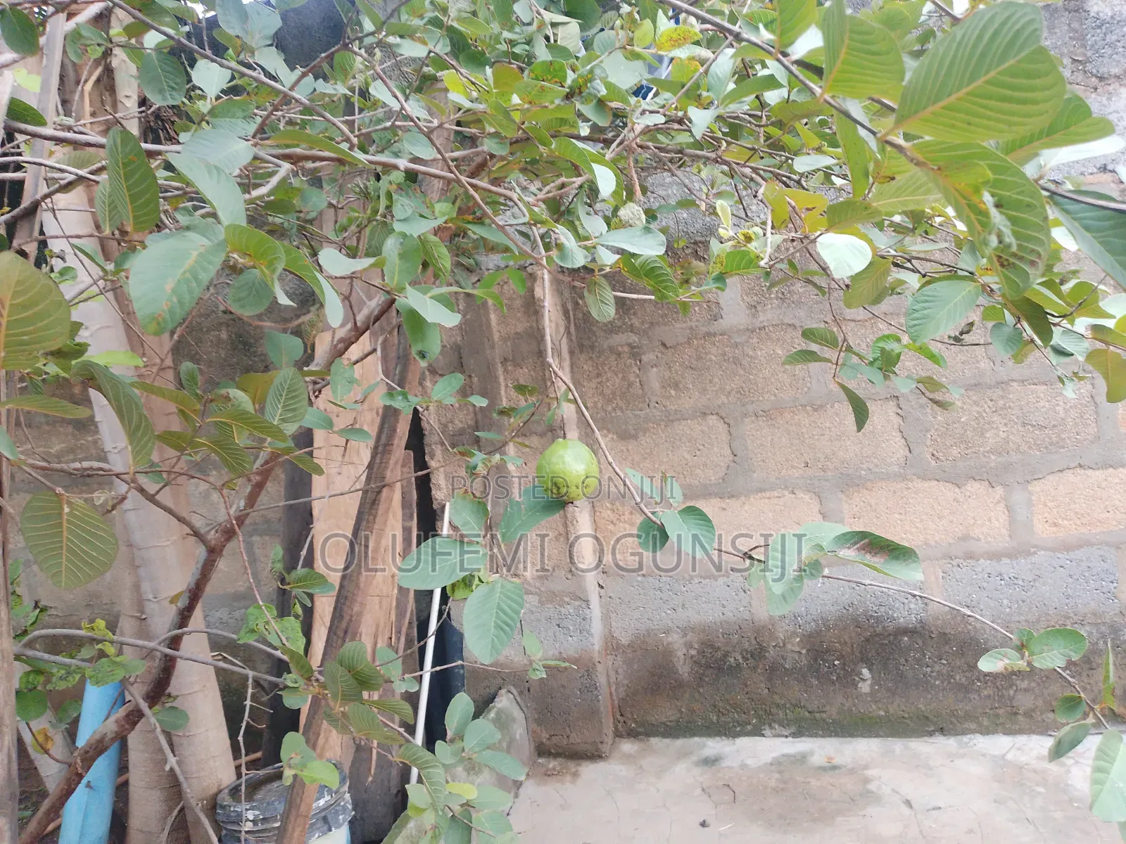 Get Your Sure Dwarf Fruits.