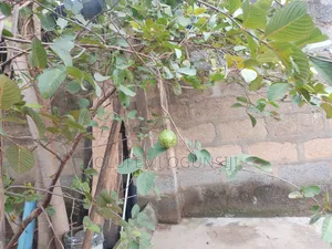Get Your Sure Dwarf Fruits.