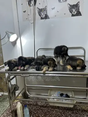 1-3 months Female Mixed Breed German Shepherd