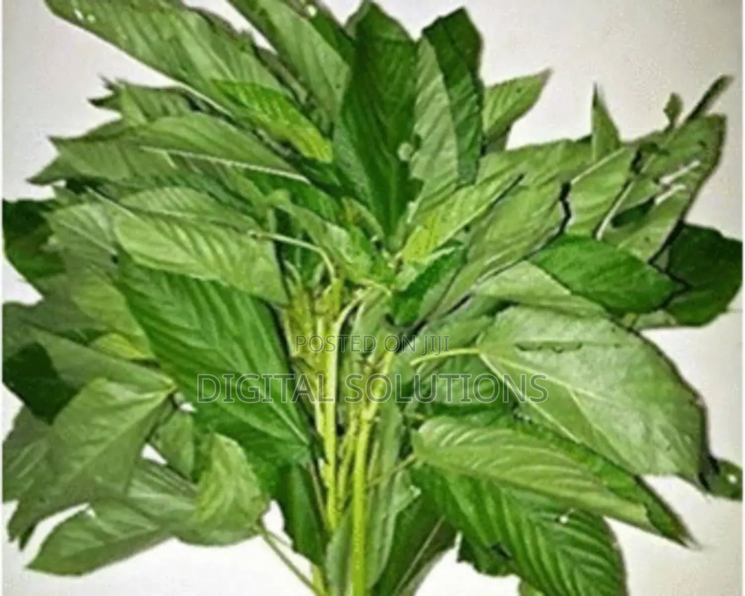 Herbal Treatment for Malaria, Typhoid Fever, Flu and Constipation.