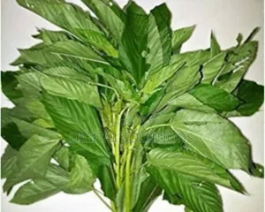 Herbal Treatment for Malaria, Typhoid Fever, Flu and Constipation.