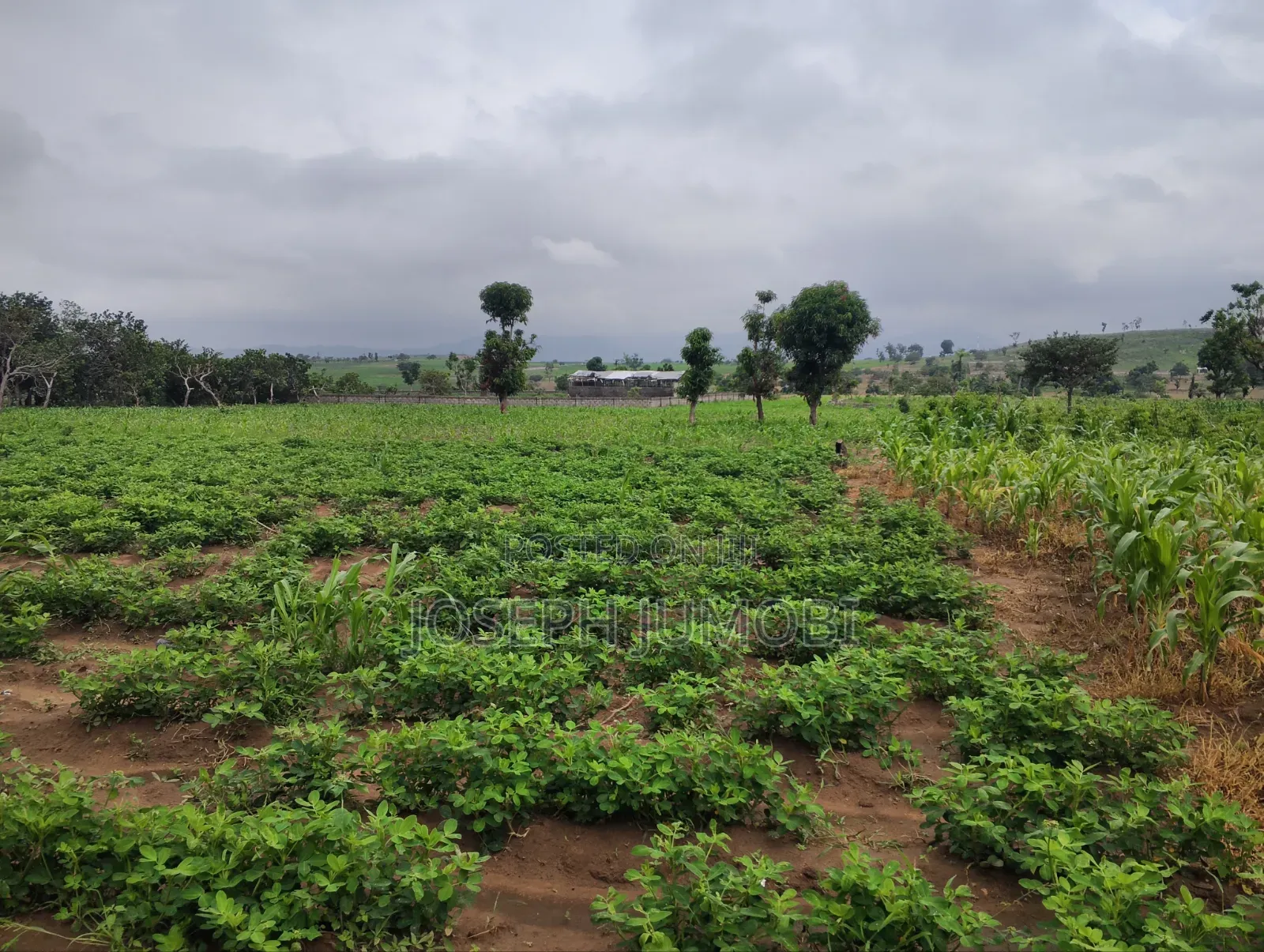 Commercial Plot