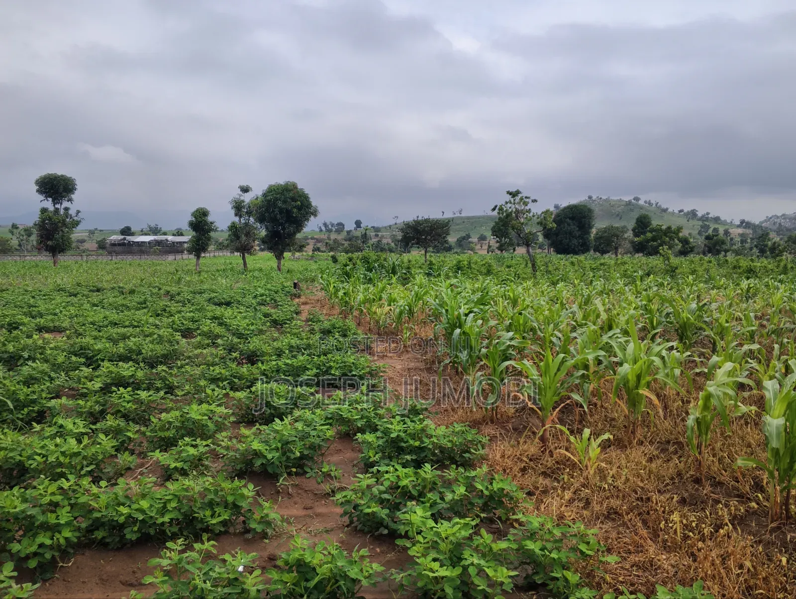 Commercial Plot