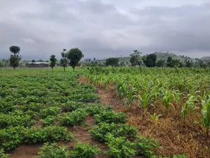 Commercial Plot