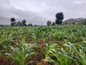 Commercial Plot